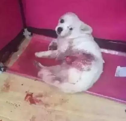 一个狗狗最新爆料视频在线观看,揭秘宠物界的秘密生活 第2张 一个狗狗最新爆料视频在线观看,揭秘宠物界的秘密生活 第2张